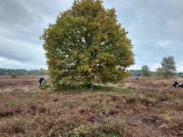 Avondwandeling over de Ermelosche Heide