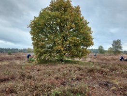 Avondwandeling over de Ermelosche Heide