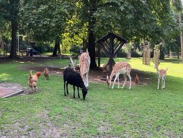 Gedumpte dieren in het hertenkamp: een verontrustende trend