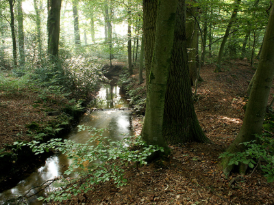 Wandeling langs de Staverdense Beek