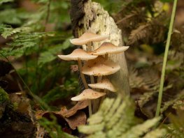 Paddenstoelenwandeling Landgoed Staverden