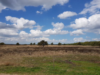 Herstel grafheuvels op de Ermelose Heide 