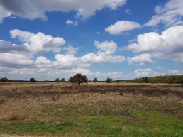 Herstel grafheuvels op de Ermelose Heide