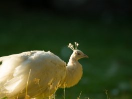 Cultuurhistorie van de kleinste stad, Landgoed Staverden