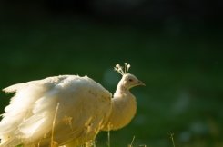 Cultuurhistorie van de kleinste stad, Landgoed Staverden