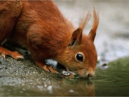 Dieren in de winter op Landgoed Staverden