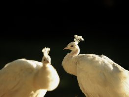 Sagen, schimmen en legenden, landgoed Staverden