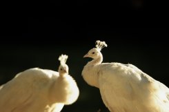 Sagen, schimmen en legenden, landgoed Staverden