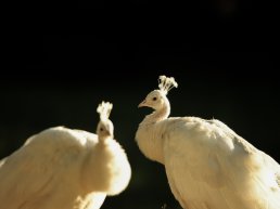 Sagen, schimmen en legenden, landgoed Staverden