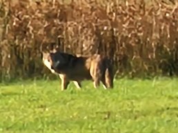 Wolf gezien in het centrum van Ermelo