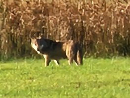 Wolf gezien in het centrum van Ermelo