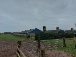 Vogelgriep in Hierden: maatregelen voor Ermelo