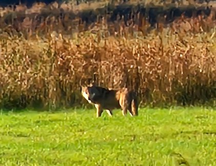 Progressief Ermelo vraagt gemeente informatievoorziening rond wolf uit te breiden