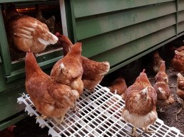 Vogelgriep vastgesteld in Ermelo