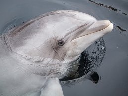 Dolfinarium neemt afscheid van dolfijn Honey (58)