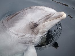 Dolfinarium neemt afscheid van dolfijn Honey (58)