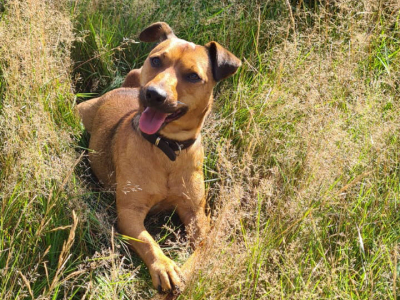 Advies: wees voorzichtig en houd honden aan de lijn in de losloopgebieden