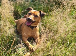 Advies: wees voorzichtig en houd honden aan de lijn in de losloopgebieden