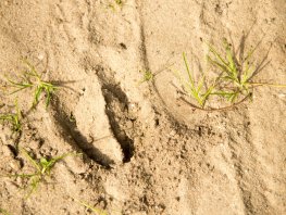 Diersporen zoeken, landgoed Staverden