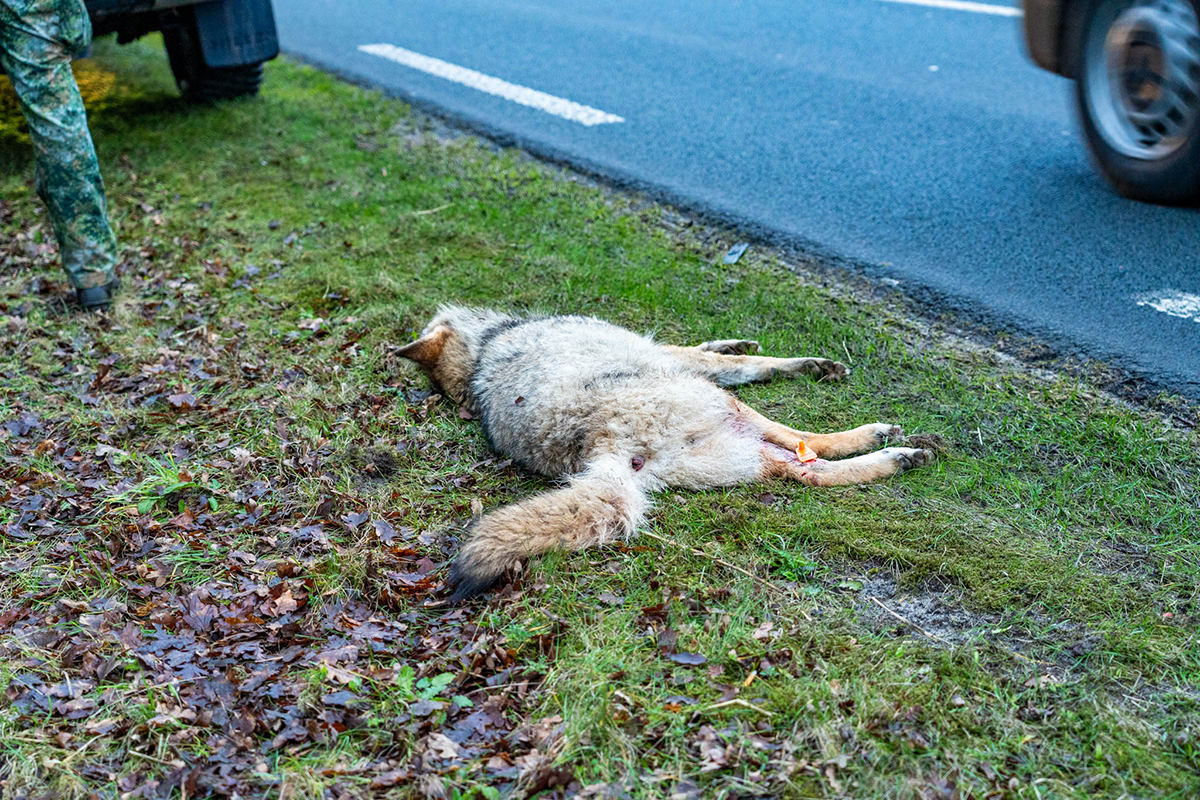 Militairen rijden wolf aan op Putterweg