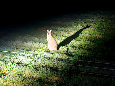 Walibi duikt op in tuin in Koudhoorn: bijzondere bezoeker houdt bewoners bezig