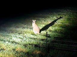 Walibi duikt op in tuin in Koudhoorn: bijzondere bezoeker houdt bewoners bezig