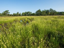 Groene weidewandeling, landgoed Staverden