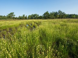 Groene weidewandeling, landgoed Staverden