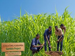 Groene groei in Gambia: Geef jongeren een toekomst met Mammoetgras!