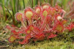 Bijzondere plantenexcursie, landgoed Staverden