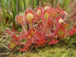 Bijzondere plantenexcursie, landgoed Staverden