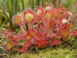 Bijzondere plantenexcursie, landgoed Staverden