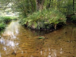 Langs de Staverdense Beek, landgoed Staverden