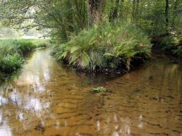 Langs de Staverdense Beek, landgoed Staverden