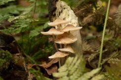 Paddenstoelenwandeling, op Landgoed Staverden