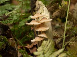 Paddenstoelenwandeling, op Landgoed Staverden
