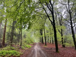 Werkzaamheden in het bos: houtoogst