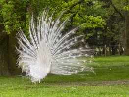 Sagen en legende van de Veluwe, landgoed Staverden
